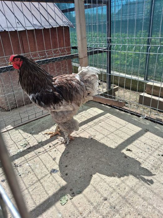 Pasari brahma 2024