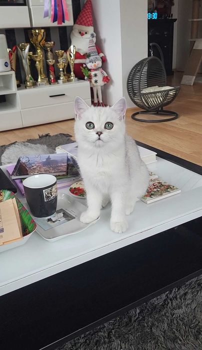 Fetita scottish straight shorthair cu pedigree iubibila