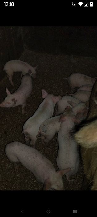 Продам месячных поросят.