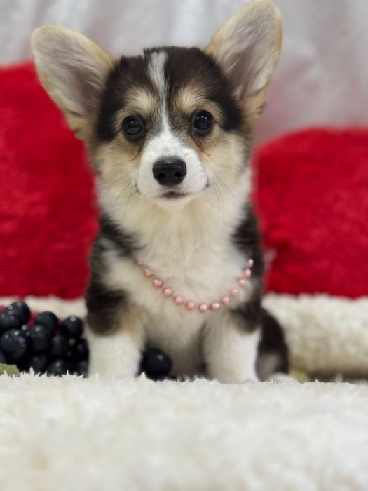 Шикарная девочка вельш корги пемброк