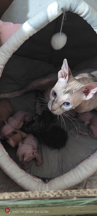 Котята Донского сфинкса