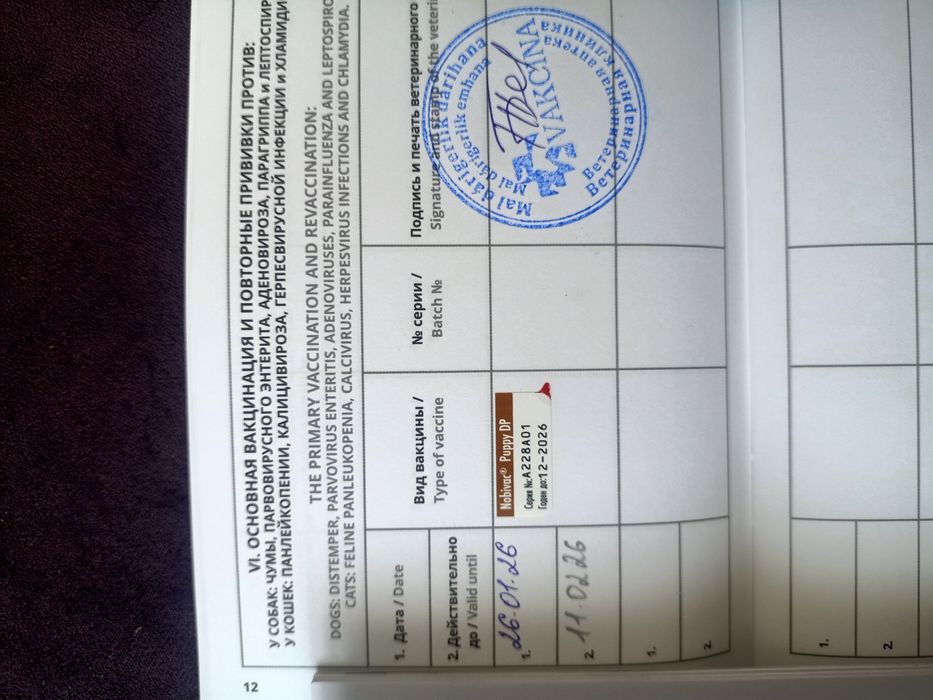 Йоркширский терьер