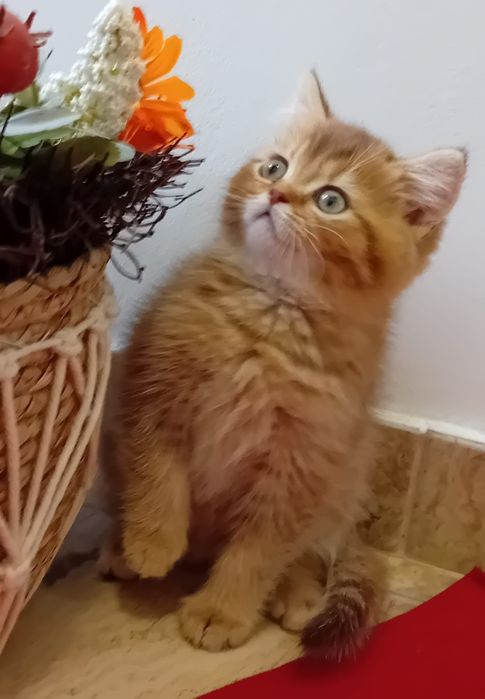 British shorthair