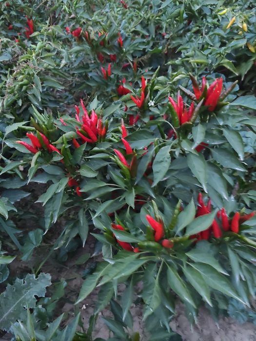 Продам перес горький