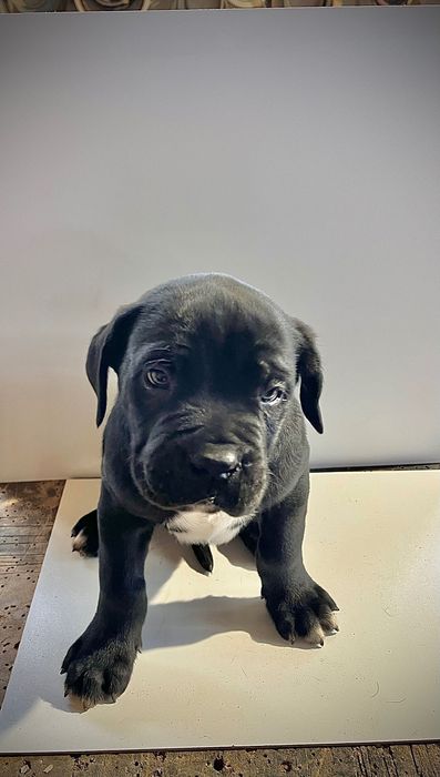 Продавам бебета Кане Корсо