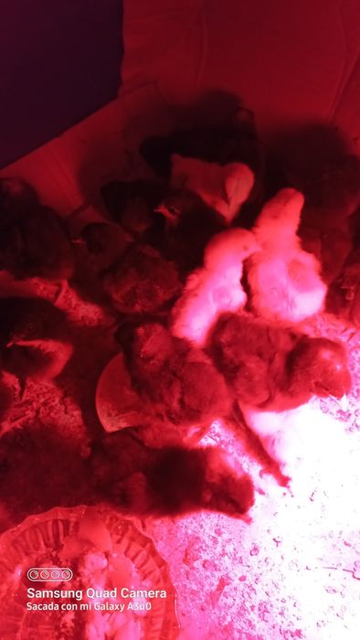 Pui găină de la 3 săptămâni , iepuri 2 luni la 35 RON