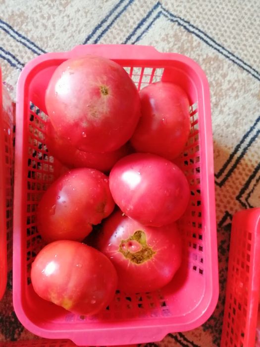 Розовый помидор сатылады. Дачаныкы