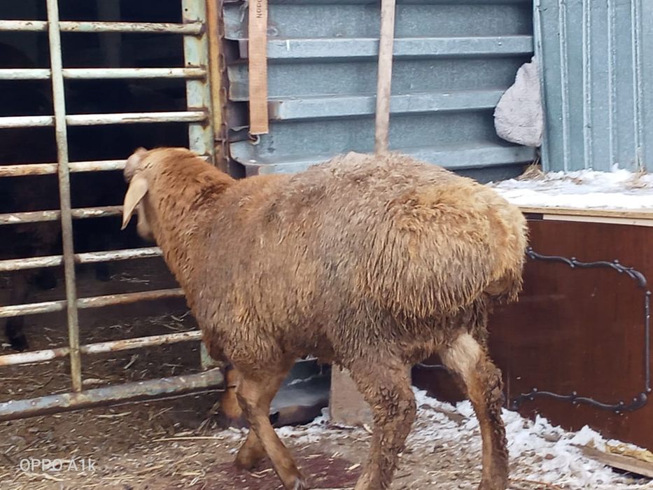 Еділбай  туқымды қошқар