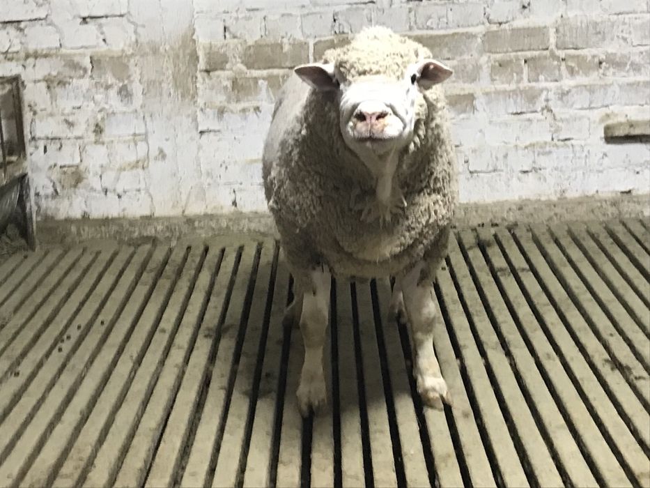 Мериноландшаф, Ильдефранс (меринос)