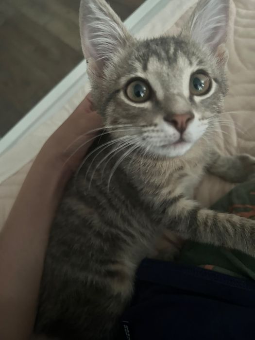 Отдам котенка в добрые руки