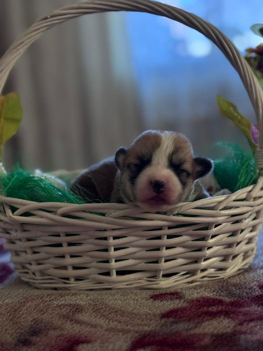 Вельш корги пембро Милота просто чудо