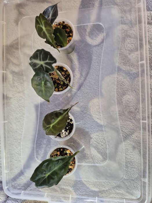 Продам цветы комнатные