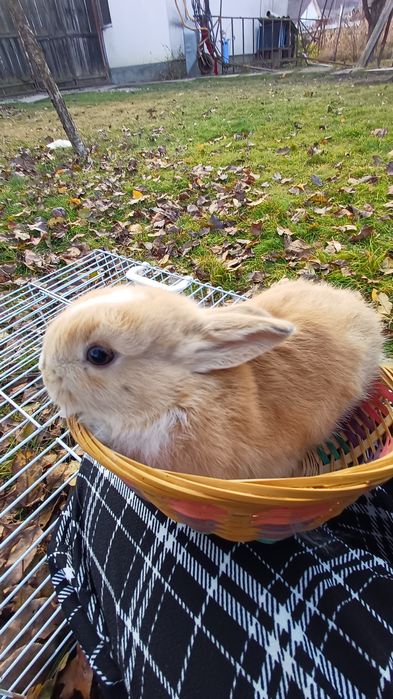 iepuri cap de leu pitic