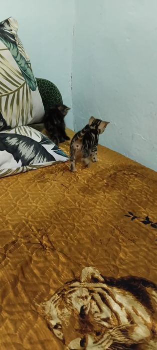 Котята британские