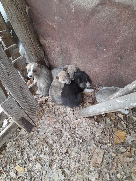 Ofer spre adoptie catei