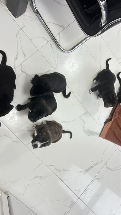 Дизайнерско Кане Корсо