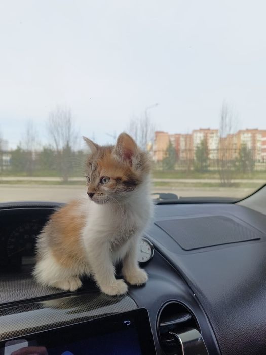 Отдам котенка в добрые руки