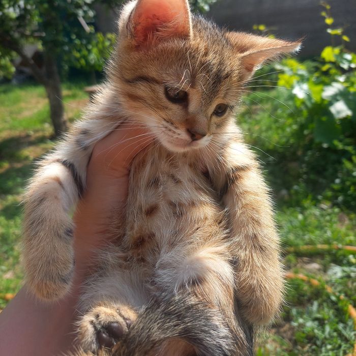Котёнок девочка 1,5 месяцев