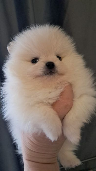 Шпиц мальчик готов к переезду