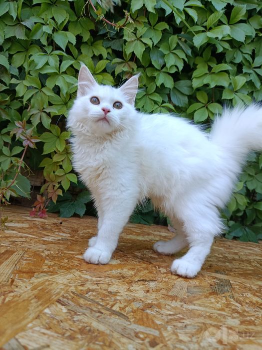 Продается белый котёнок хайленд страйт-мальчик