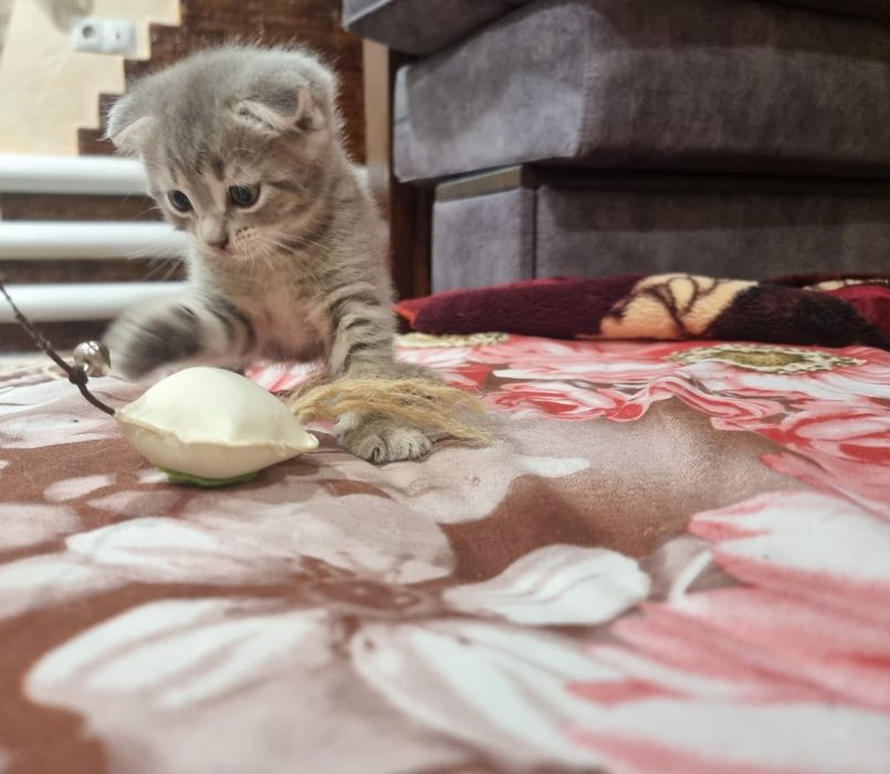 Котята скоттиш страйт