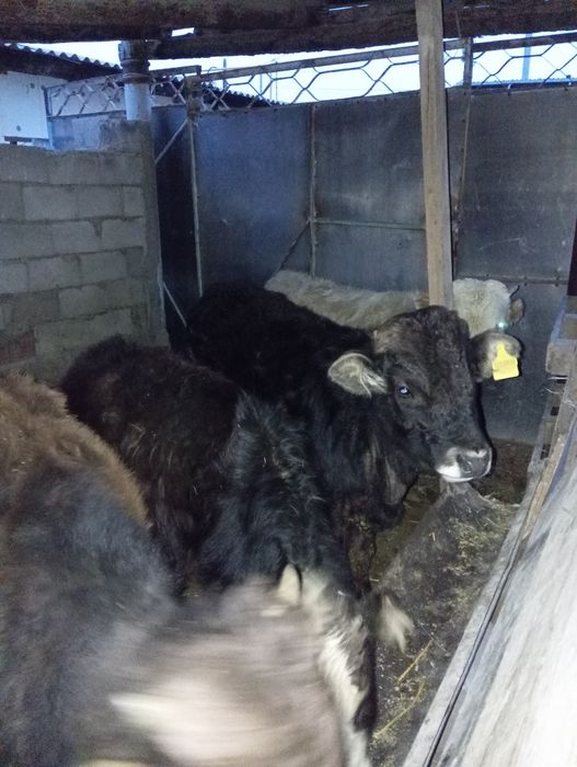 Продам бычков 8-9 месяцев