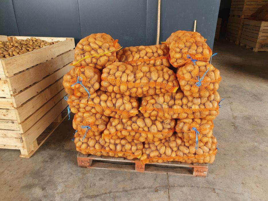 Cartofi de sămânță