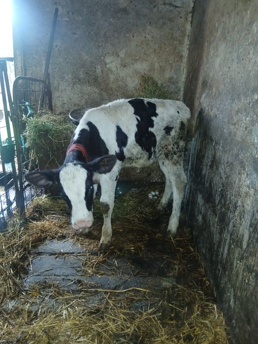 Vitea holstein friz