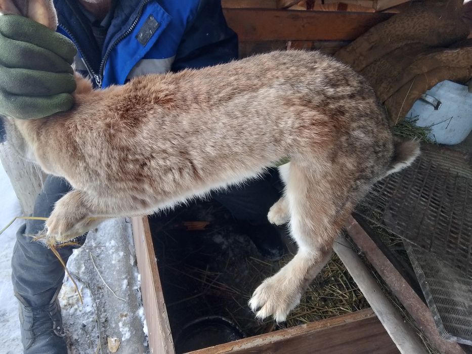 Продам кралчиху цена 12000