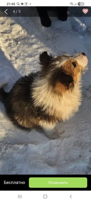 Отдам щенка 3 месяца