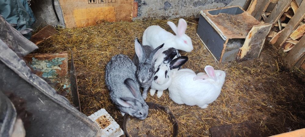 Кролики крупные на развод и мясом