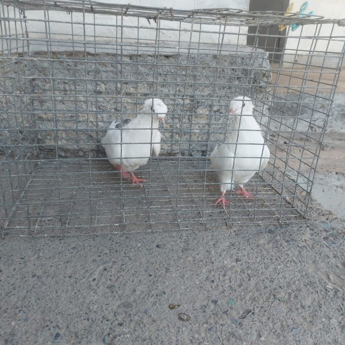 Бели двух чуби самка самец