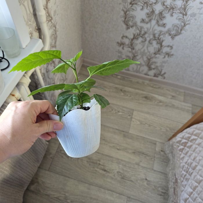 Комнатные цветы разные