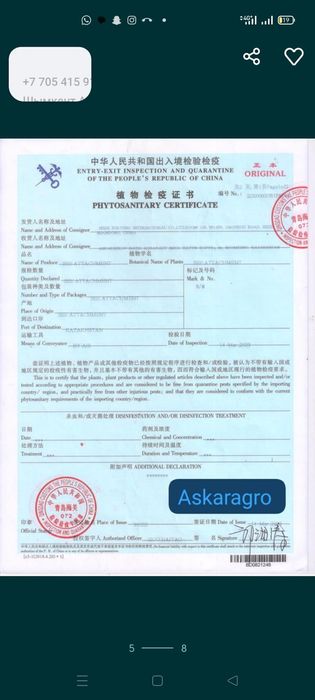 Павловния көшеттері павлония