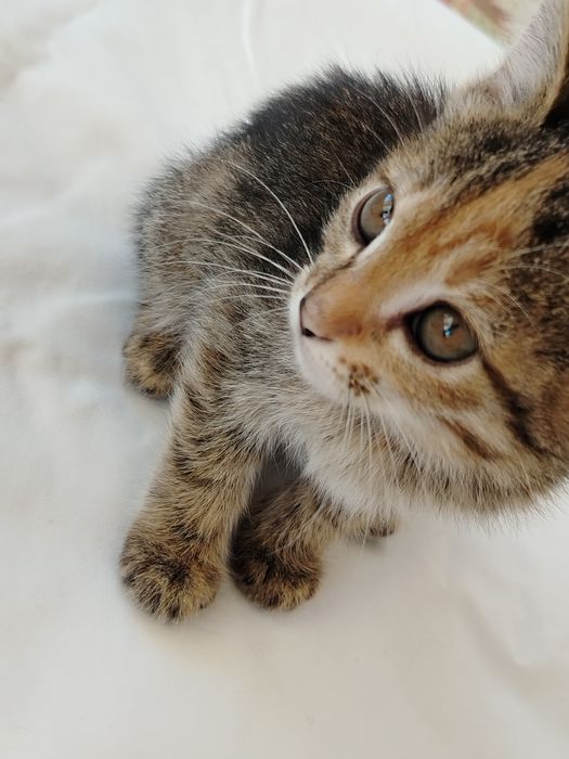 Котята очень милые