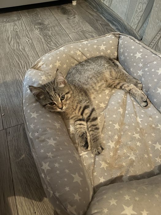 котенок девочка в добрые и надежные руки