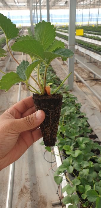 Рассада клубники клупнай кочат