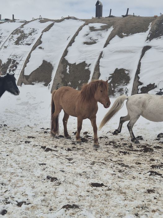 Айгыр 8 жасар.уйирде жур,мощный асау. Оз толдери просто, айырбастау