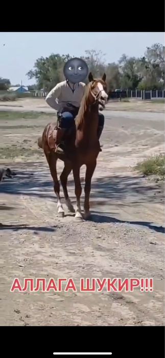 Кокпар айгыр сатылады Айгыр