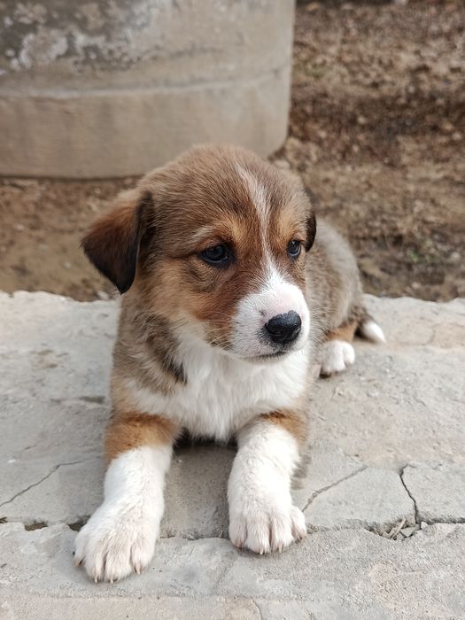 Corgi zotiga mansub kuchuk sotiladi