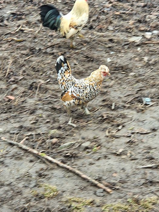 Vând 2 perechi de iopan 150lei perechea