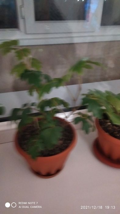 Продам Комнатные цветы