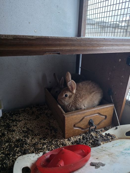 Продам кроликов подрощенных