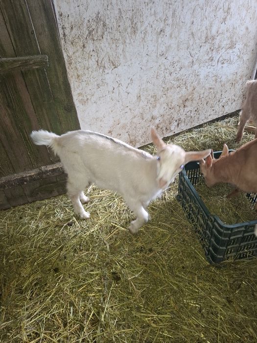 Iedute sannen cu alpina!