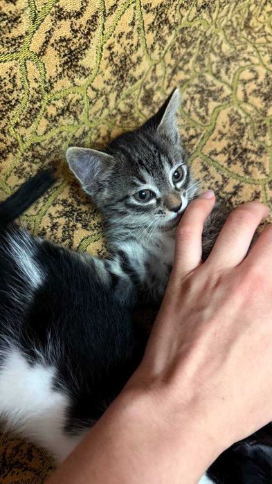 Отдам Котят даром