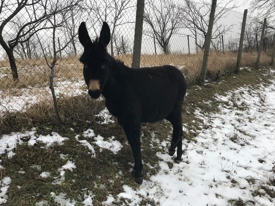 Doi pui de măgăriță