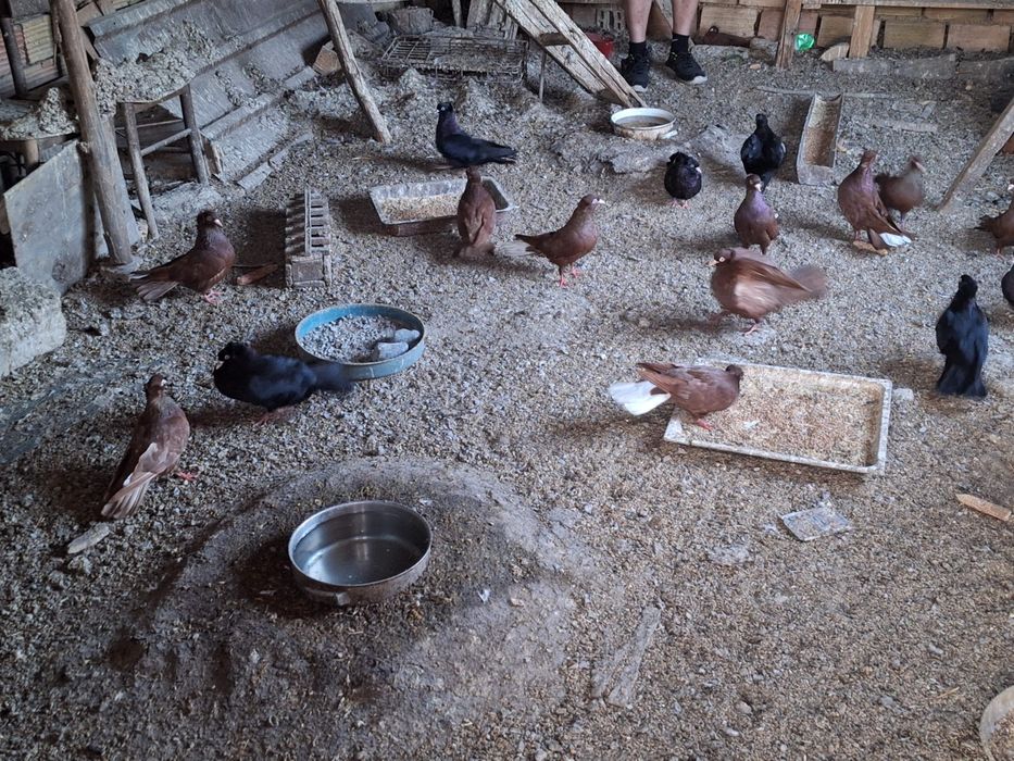 Продават се гълъби