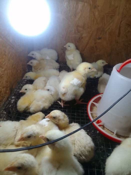 Продам бройлерных цыплят
