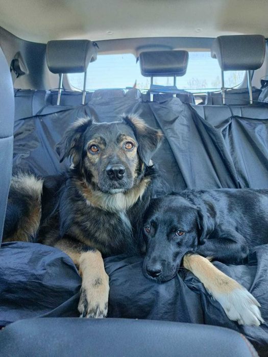 Dresaj, disciplină și socializare canină