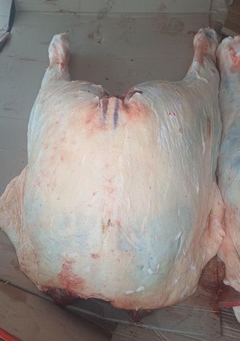 Мясо конина продам 2800